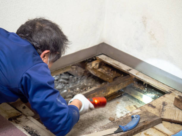 Best Mold Cleaning Services  in Bridgetown, OH