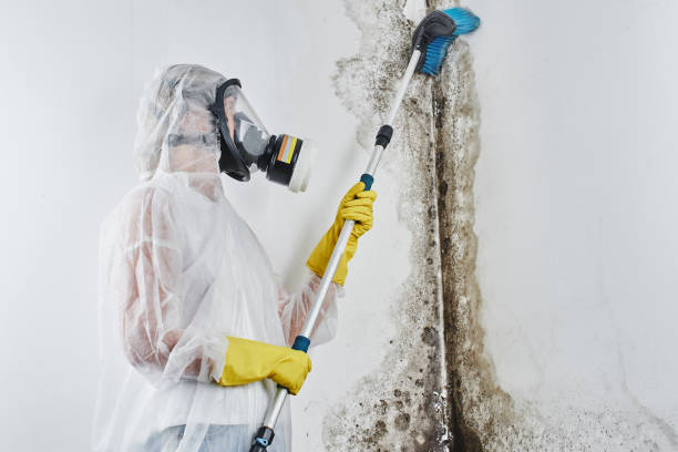 Best Crawl Space Mold Removal  in Bridgetown, OH