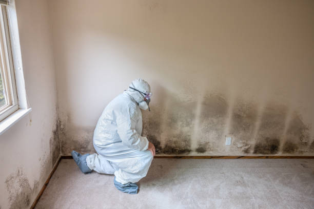 Best Commercial Mold Removal  in Bridgetown, OH