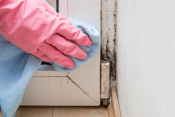 Best Mold Removal Company Near Me  in Bridgetown, OH