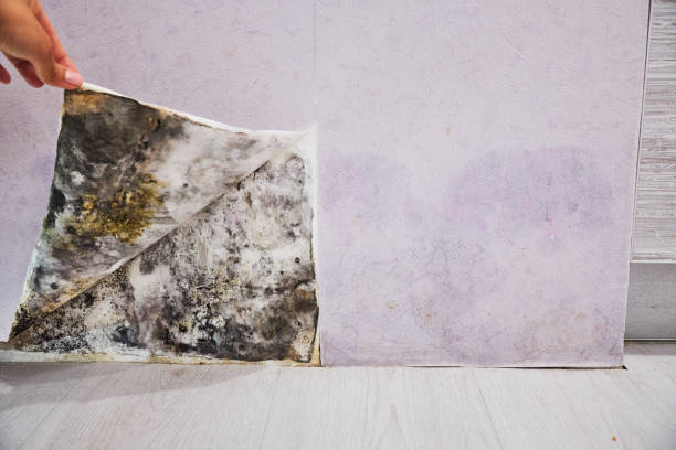 Best Mold Inspection  in Bridgetown, OH